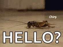 crickets